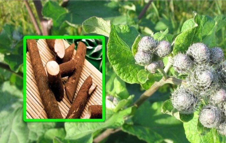 Burdock is highly valued in the treatment of osteoarthritis of the knee joint using home remedies.